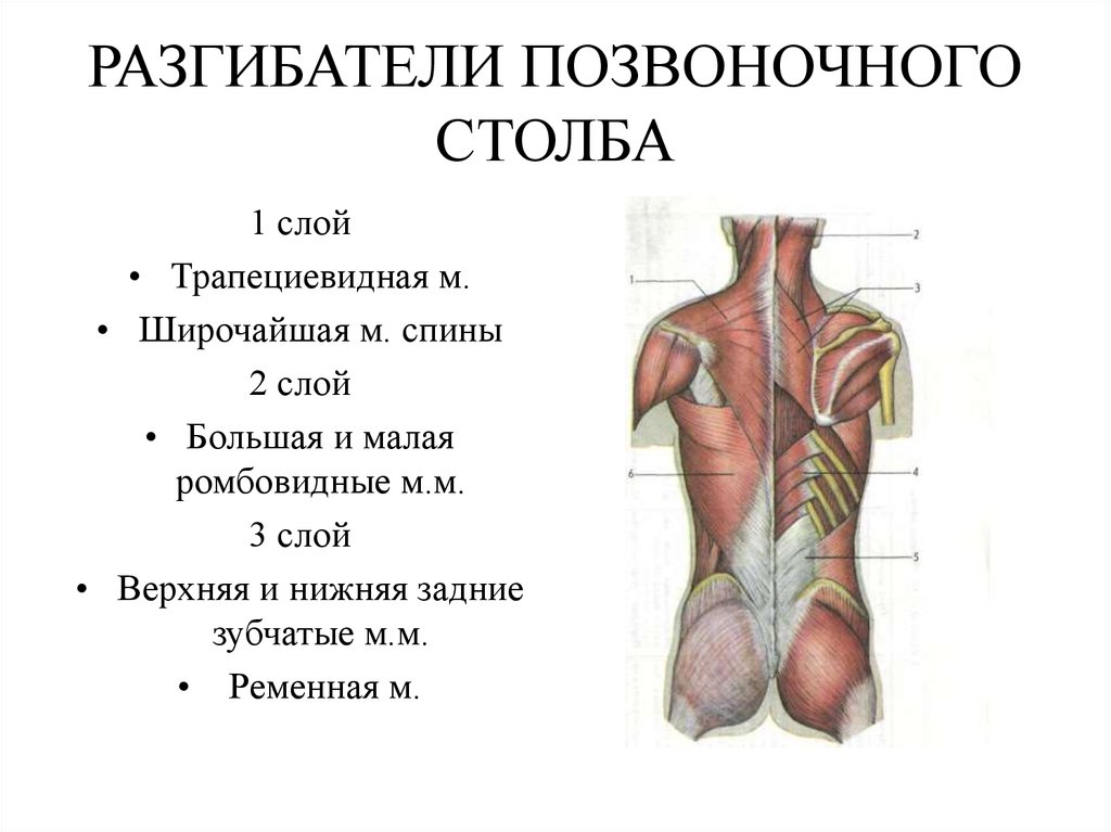Поясница какие мышцы. Мышцы спины поясничного отдела анатомия. Мышцы сгибатели позвоночника. Мышцы спины мышцы разгибатели спины функции.