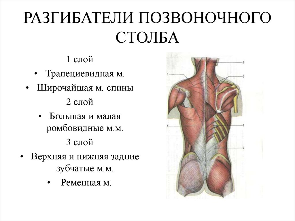 Движение позвоночного столба мышцы. Мышцы участвующие в разгибании позвоночного столба. Мышцы разгибатели позвоночника. Мышечная анатомия разгибатели спины. Мышцы разгибатели спины функции.