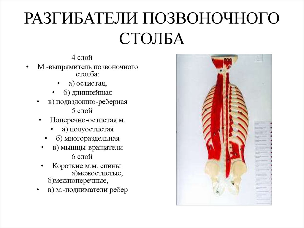 Движение позвоночного столба мышцы. Мышцы разгибатели позвоночного столба. Мышцы сгибатели поясницы. Мышцы поясницы анатомия сгибатели разгибатели. Мышца разгибающая шейный отдел позвоночного столба.