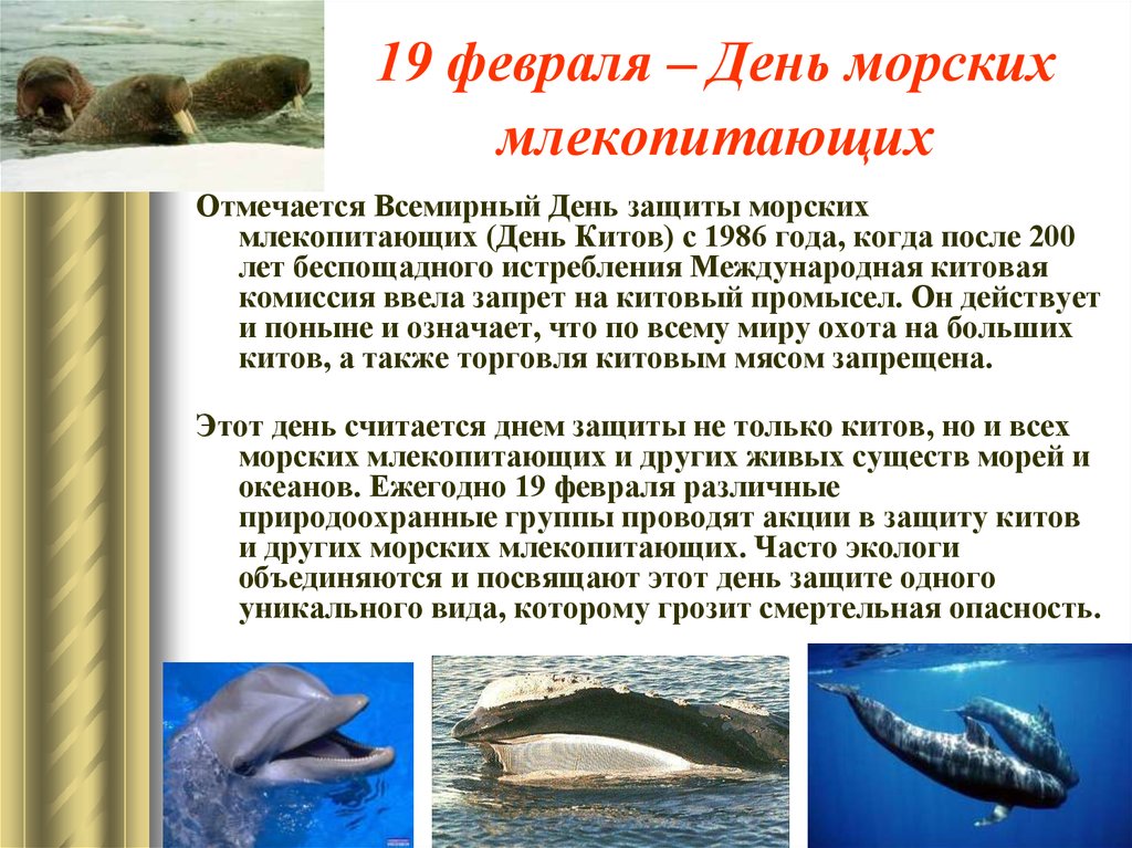 19 февраля – День морских млекопитающих