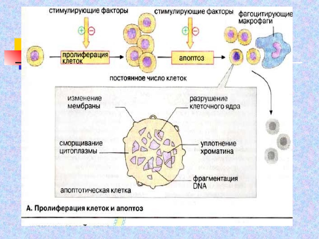 Значение клеточного обмена