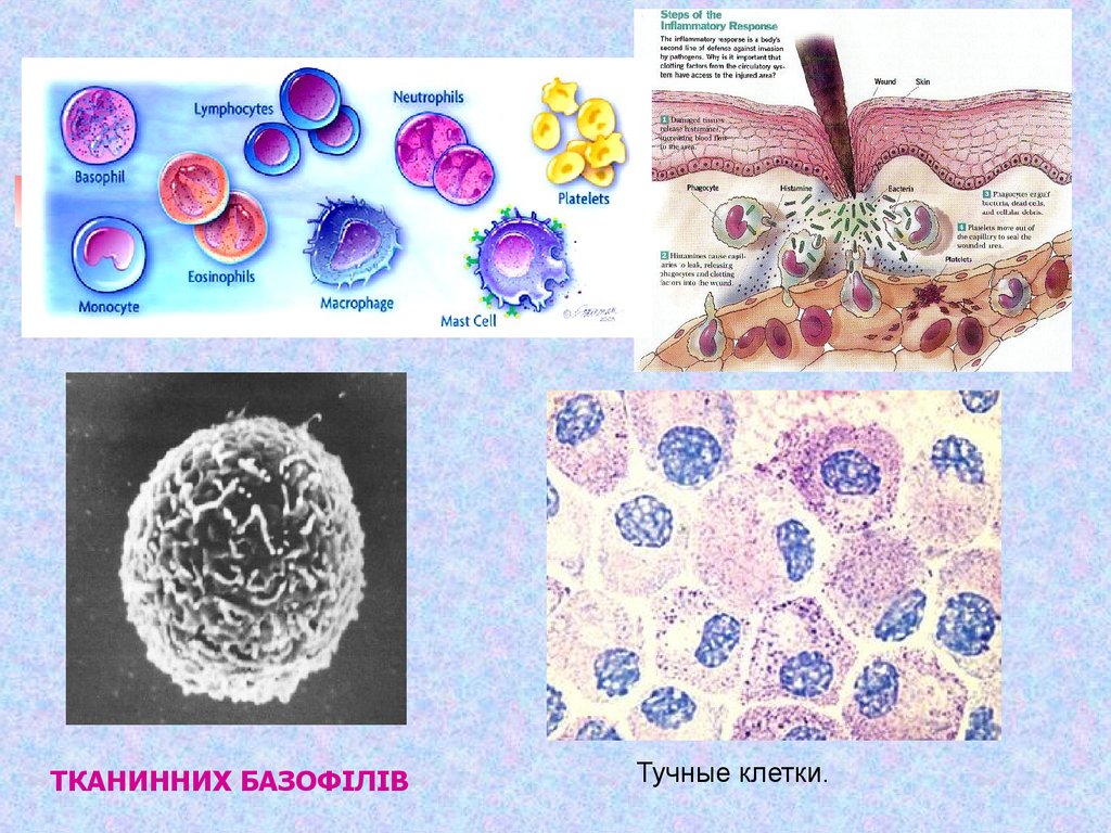 2 что такое апоптоз клетки и какого его биологическое значение