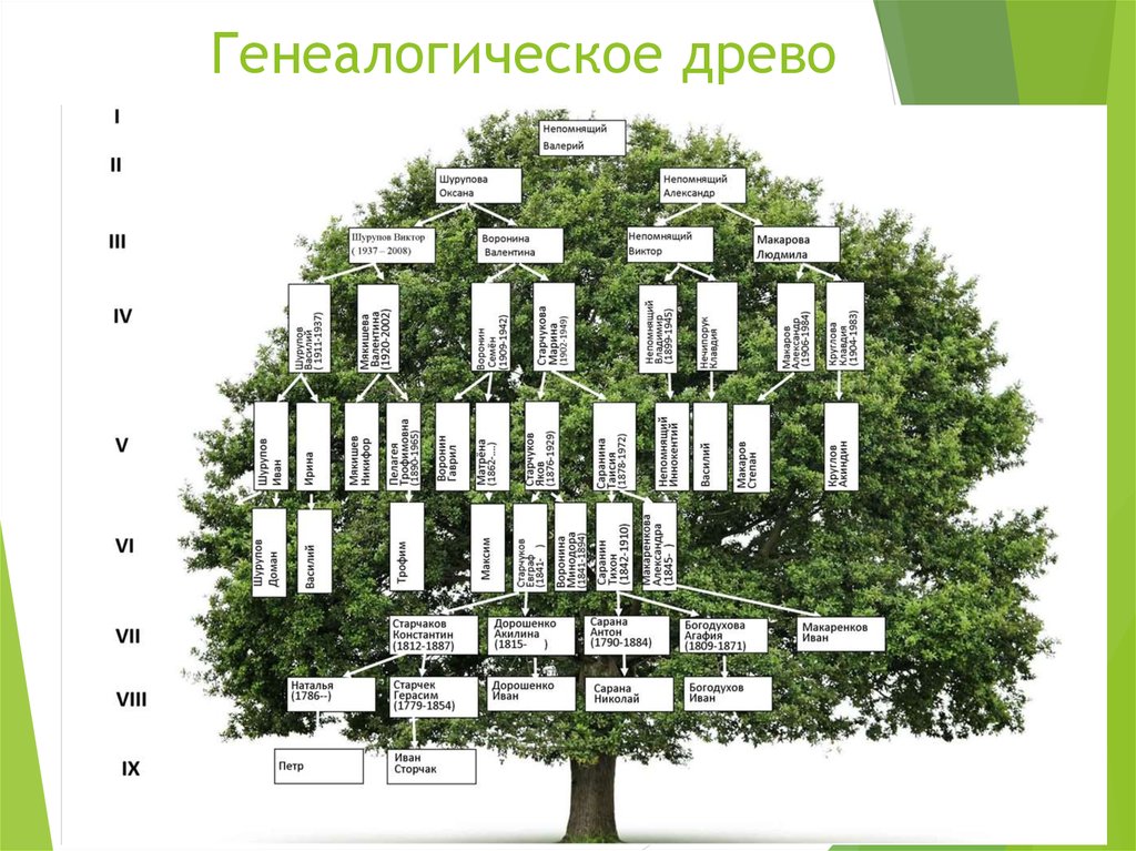 Пример родословного древа. Генеалогическое дерево. Родословное дерево семьи. Составление родословного древа. Составление семейного дерева.