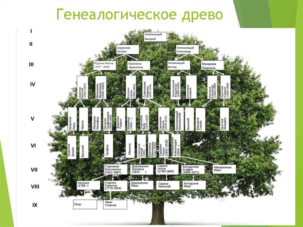 Составить дерево. Образец генетического дерева. Составление семейного древа. Составление генеалогического древа. Дерево для составления родословной.