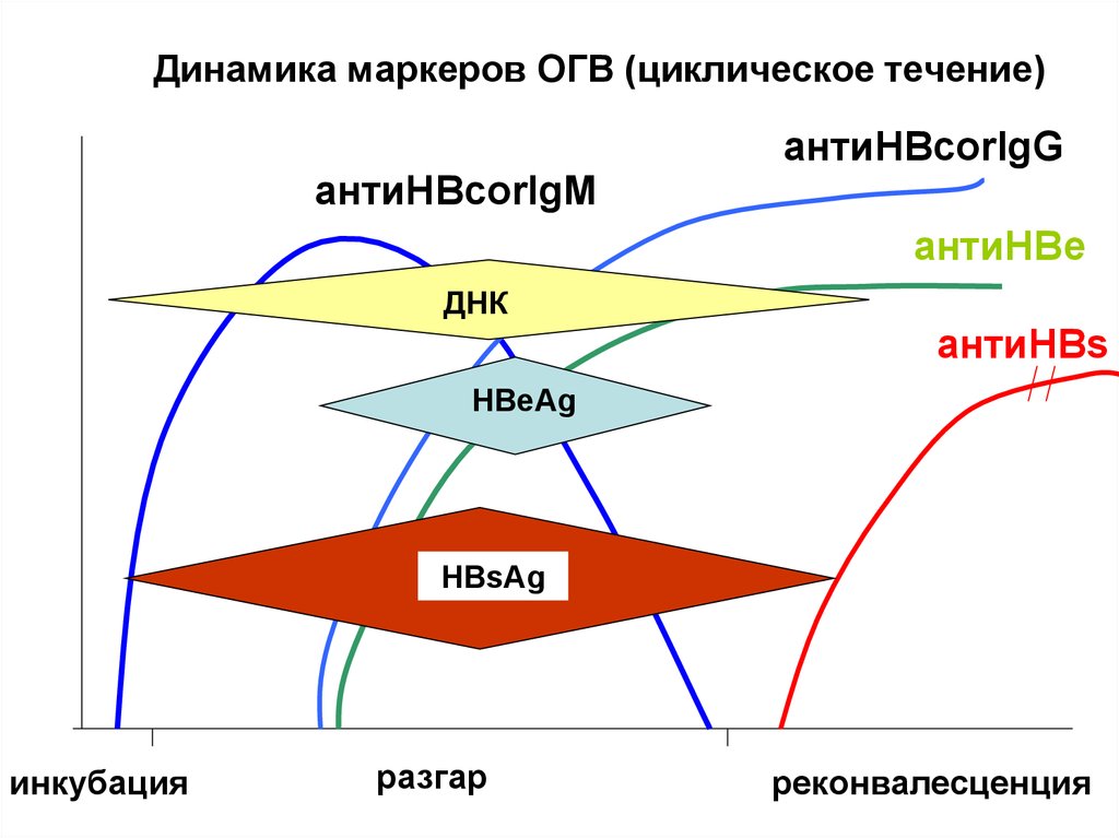 Динамика маркеров ОГВ (циклическое течение)