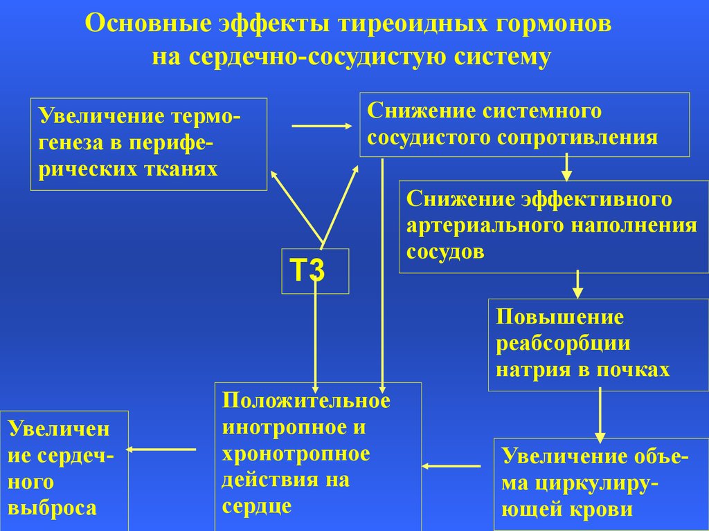 Основной эффект. Эффекты тиреоидных гормонов. Эффекты на сердечно сосудистую систему тиреоидных гормонов. Влияние тиреоидных гормонов на сердечно-сосудистую систему. Основные эффекты тиреоидных гормонов.