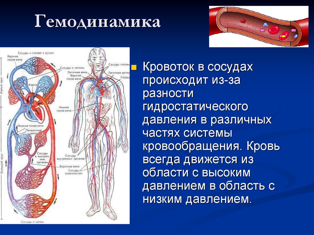 Кровь в сосудах движется под высоким давлением. Гемодинамические характеристики кровообращения. Система циркуляции крови. Гемодинамика артерий. Кровь система кровообращения.