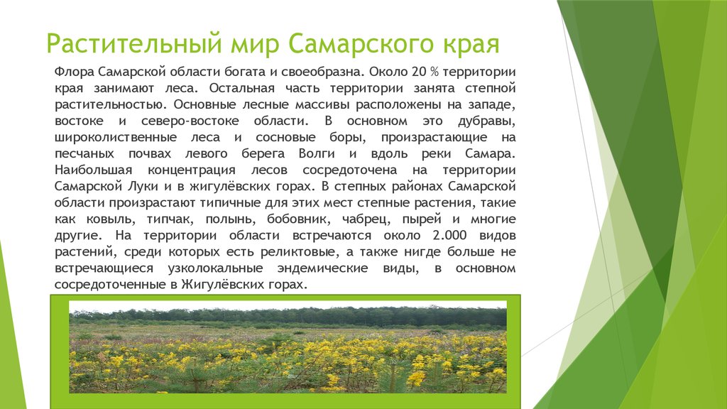 Подготовьте сообщение о природных сообществах родного края. Растительный мир Самарской области. Растительный мир Самарского края. Растения Самарского края. Растительность в Самарском крае.