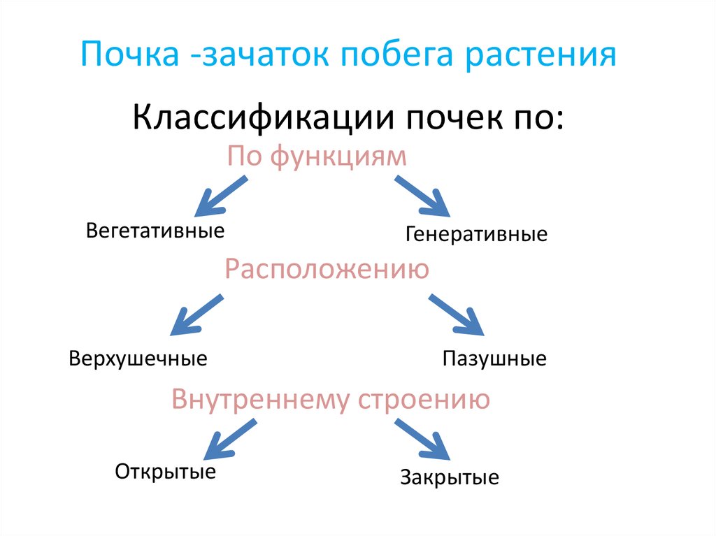 Классификация почек. Классификация почек ботаника. Классификация растительных почек. Классификация почек по расположению. Классификация почек по функциям.