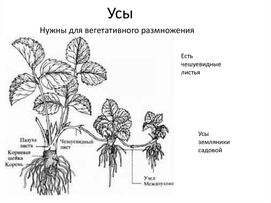 Тип корневой системы у земляники. Вегетативное размножение земляники. Надземные столоны земляники схема. Размножение земляники усиками вегетативное. Вегетативное размножение земляники усами.