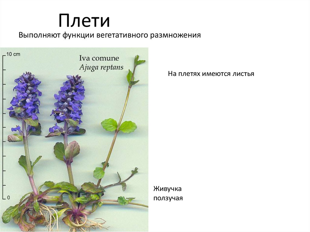 Живучка ползучая схема посадки