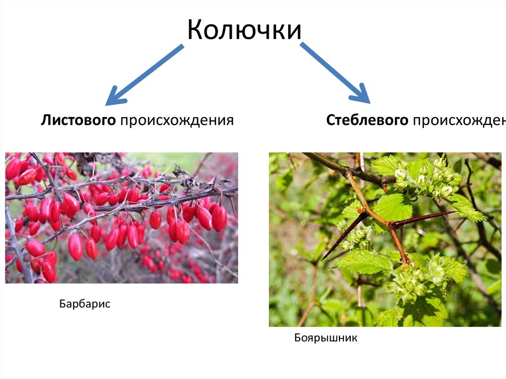 Колючки листового происхождения у барбариса. Колючки боярышника и барбариса. Барбарис видоизмененные прилистники. Видоизменения побегов боярышник.