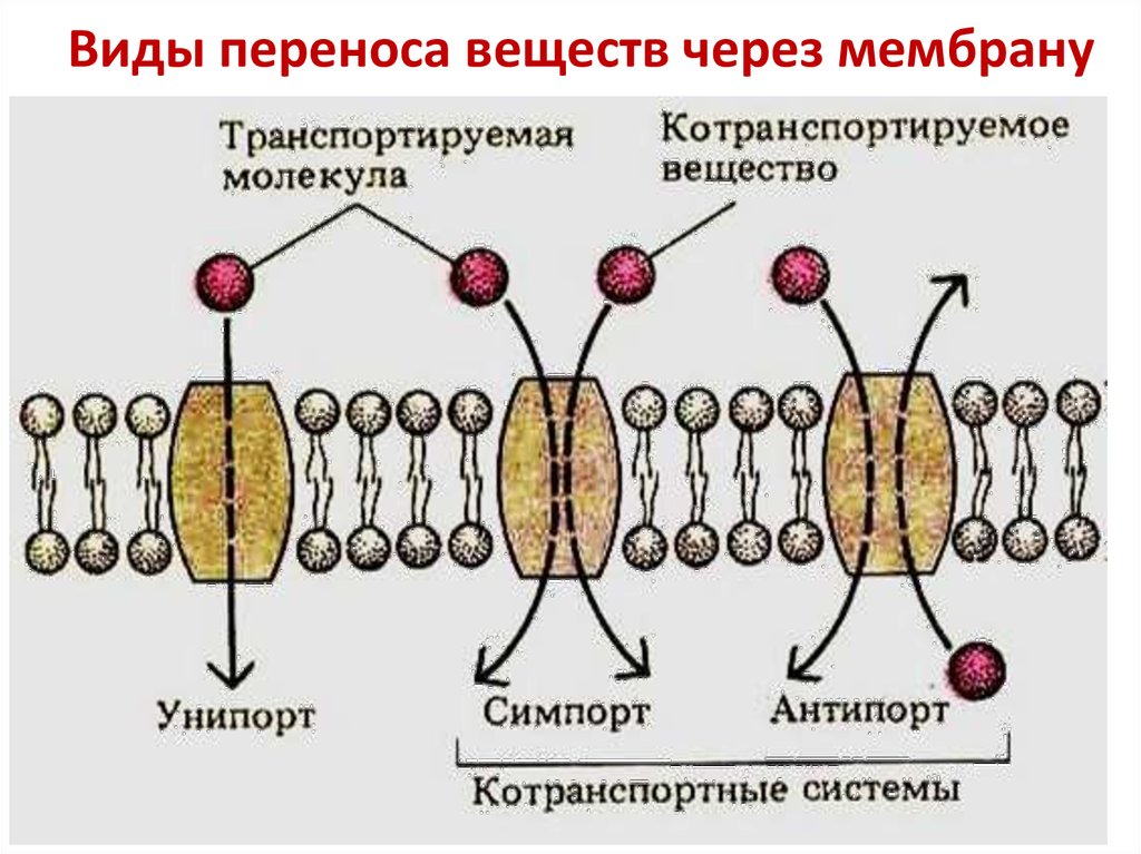 Какой вид мембранного транспорта показан на рисунке. Схема транспорта через клеточную мембрану. Активный транспорт веществ через клеточную мембрану. Схема активного транспорта веществ через мембрану. Механизм облегченной диффузии веществ через биомембраны.