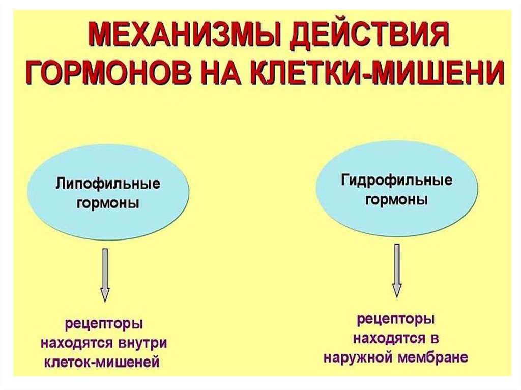 Механизмы передачи гормональных сигналов. Механизмы действия гормонов на клетки-мишени. Мембранный механизм действия. Мембранный механизм действия гормонов. Рецепторы клеток мишеней.