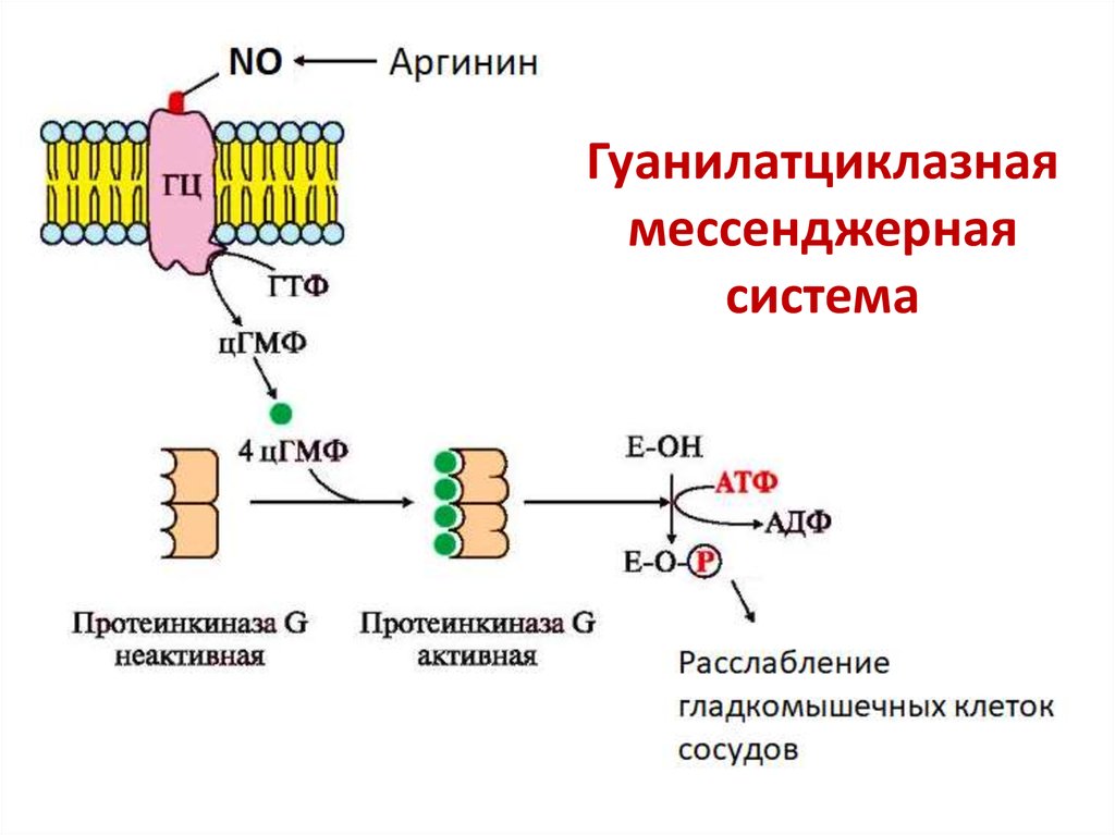 Схема мембранной рецепции