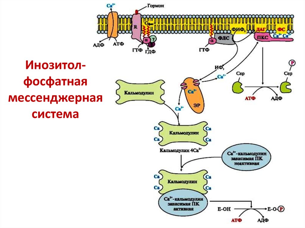 Схема образования s2