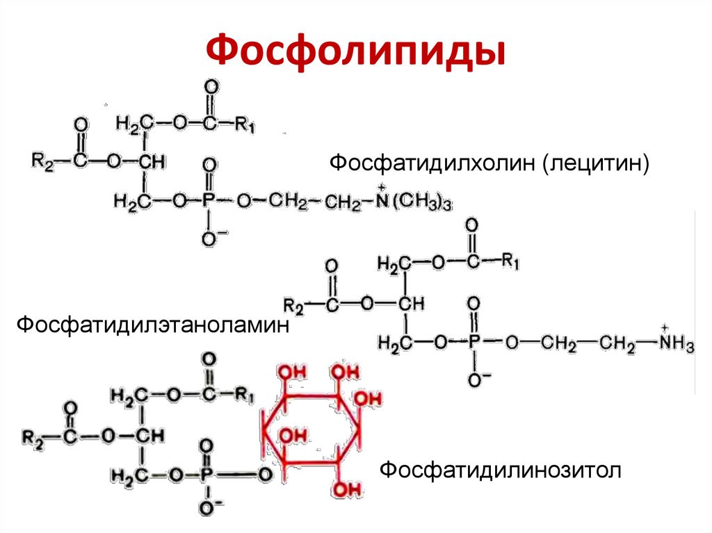 Фосфолипиды это