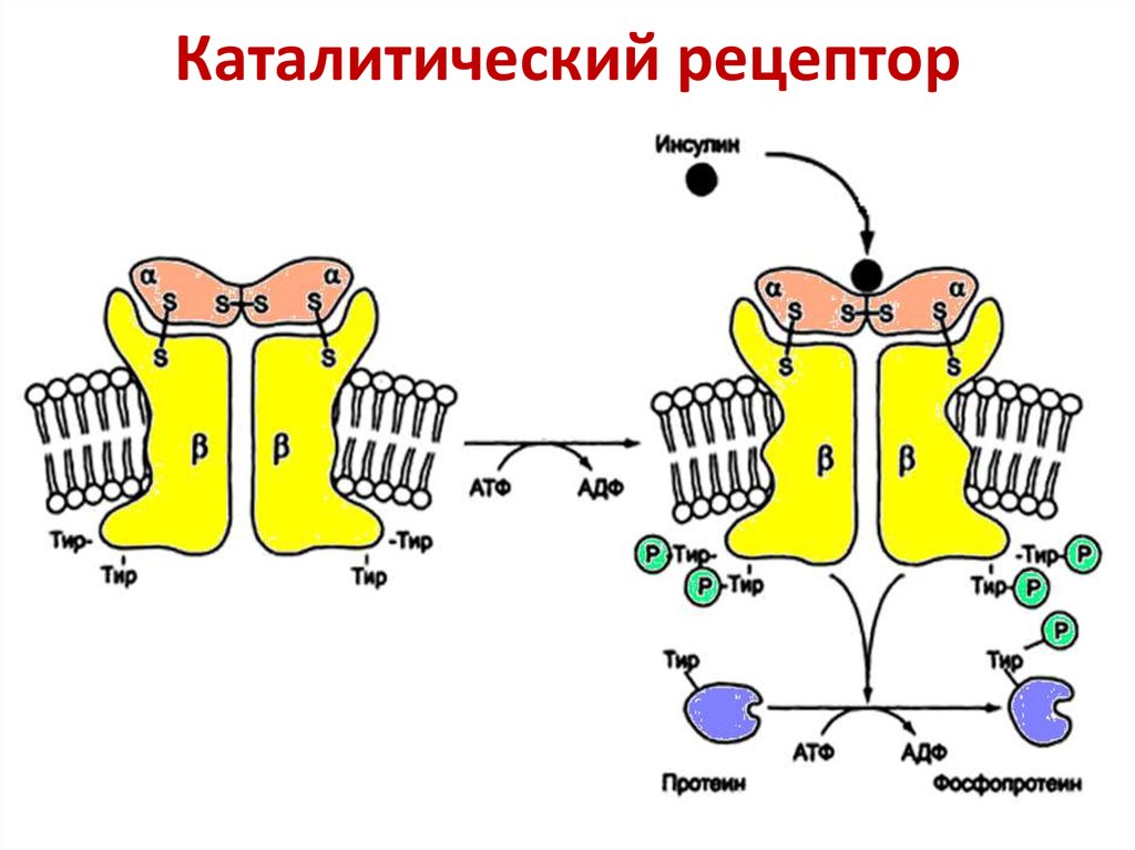 Рецептор. Схема рецептора инсулина. Схема строения инсулинового рецептора. Строение рецептора инсулина. Схема трансмембранной передачи сигнала инсулина.