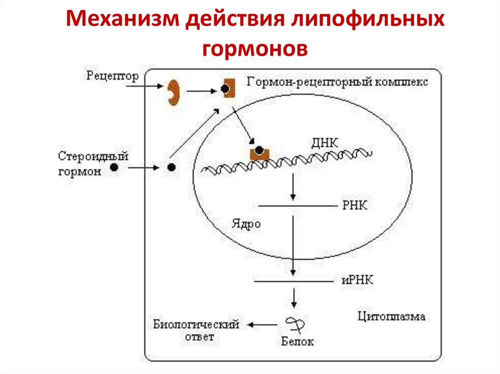 Механизм гормонов. Механизм действия липофильных гормонов. Механизм действия стероидных гормонов схема. Механизм действия липофильных гормонов биохимия. Механизм действия гормонов схема.