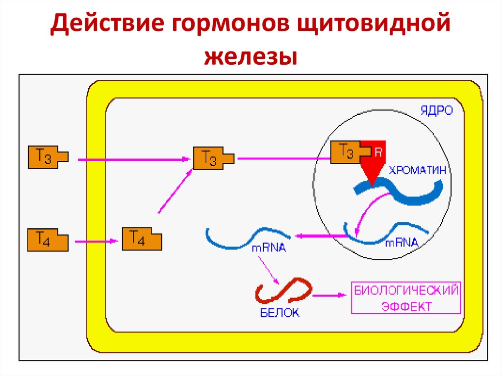 Действие гормонов