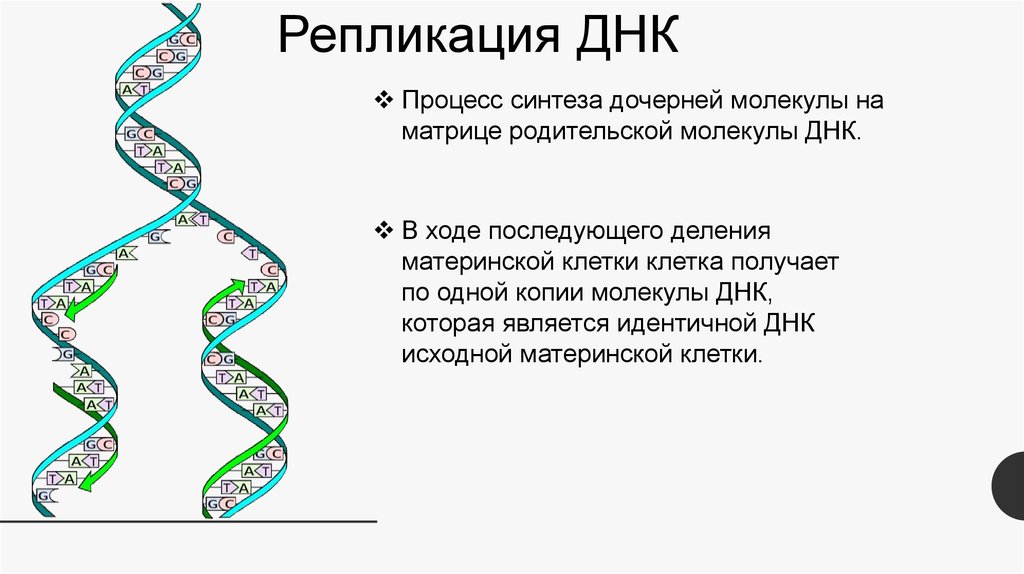 Удваивается молекула днк. Репликация молекулы ДНК. Схема репликации молекулы ДНК. Процесс репликации ДНК. Деления материнской клетки ДНК.