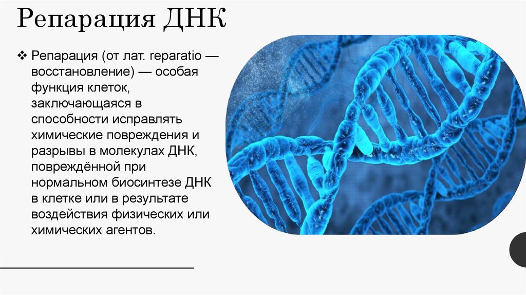 Функции особей. Реконструкция ДНК.