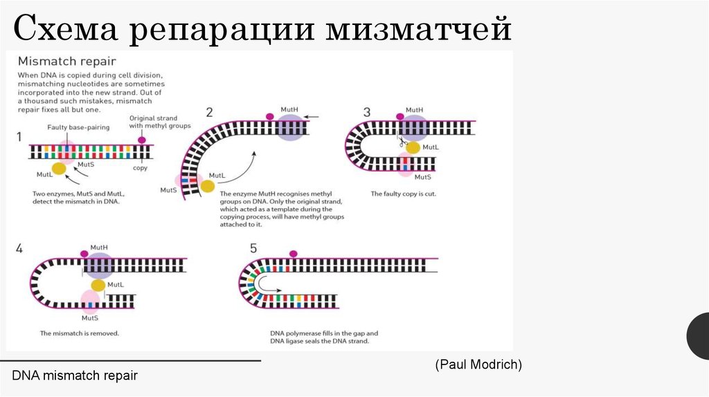 Значение репарации днк