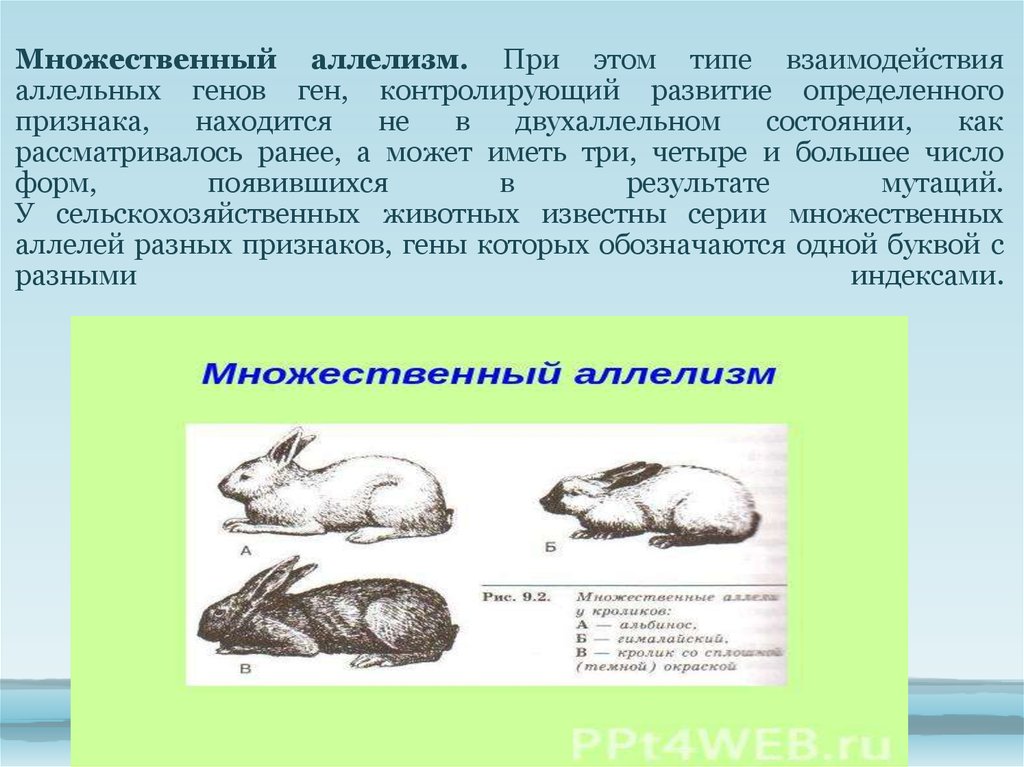 Появление новых аллелей. Множественный аллелизм. Множественные аллели их взаимодействие. Задачи на множественный аллелизм.