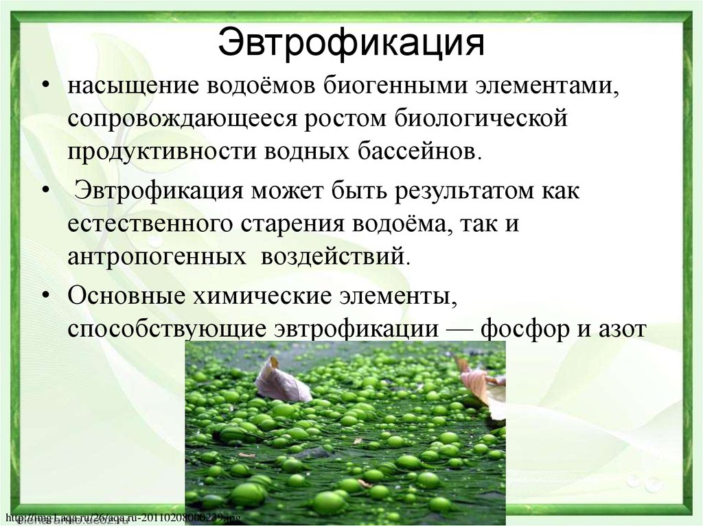 Объясните почему антропогенное воздействие на реки бассейна. Эвтрофикация. Эфтпофикацция водоема. Эвтрофикация воды. Эвтрофикация процесс.