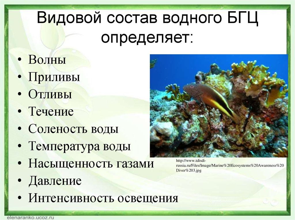 Условия открытых вод. Водные экосистемы. Состав морской экосистемы. Морские и Океанические экосистемы. Разнообразие водных экосистем.