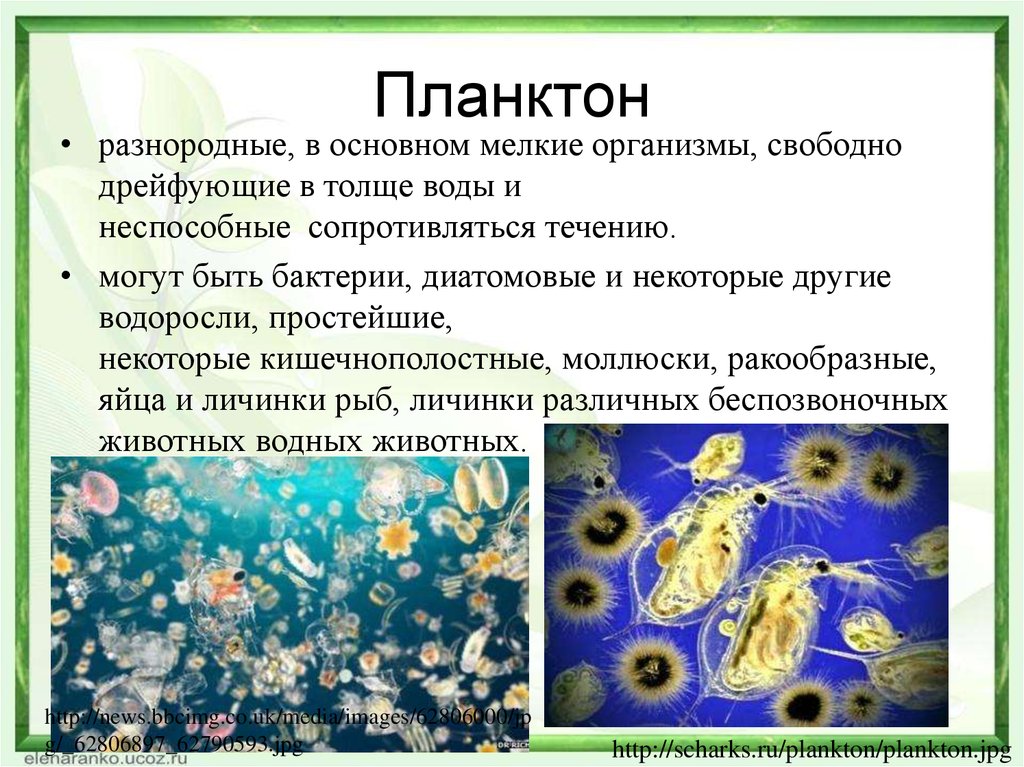 Фитопланктон образован. Планктоновые водоросли. Планктонные водоросли примеры. Планктон разнородные мелкие организмы. Планктон водоросли.