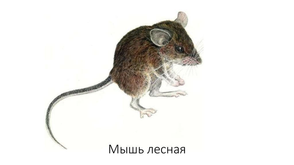 Полевая мышь рисунок