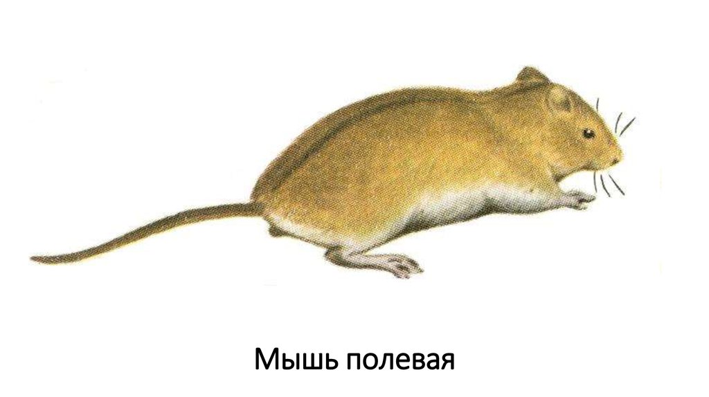 Мир мышей