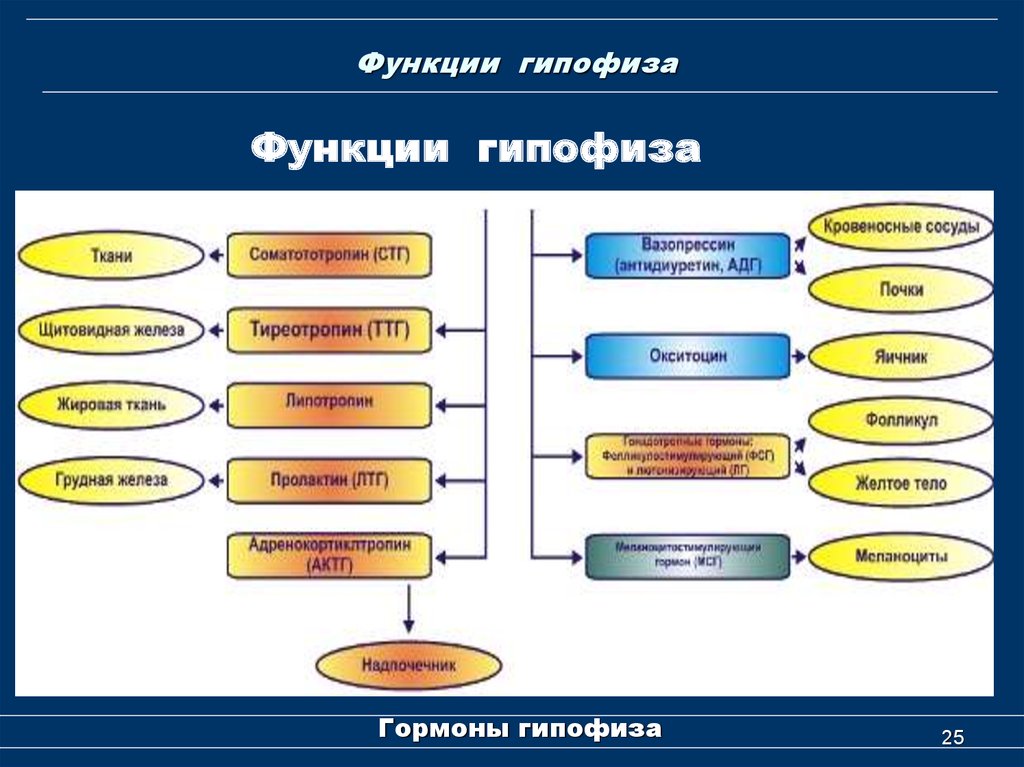 Гипофиз функции кратко