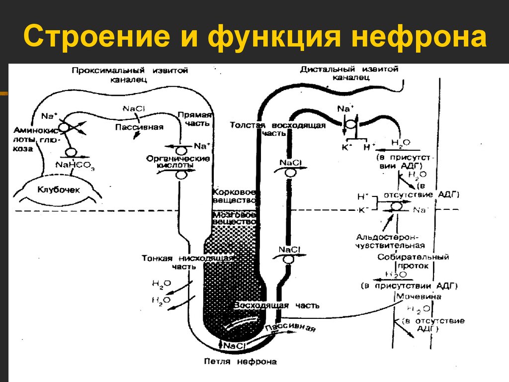 Функции нефрона. Функции частей нефрона. Структурно-функциональные элементы нефрона таблица. Нефрон строение и функции.