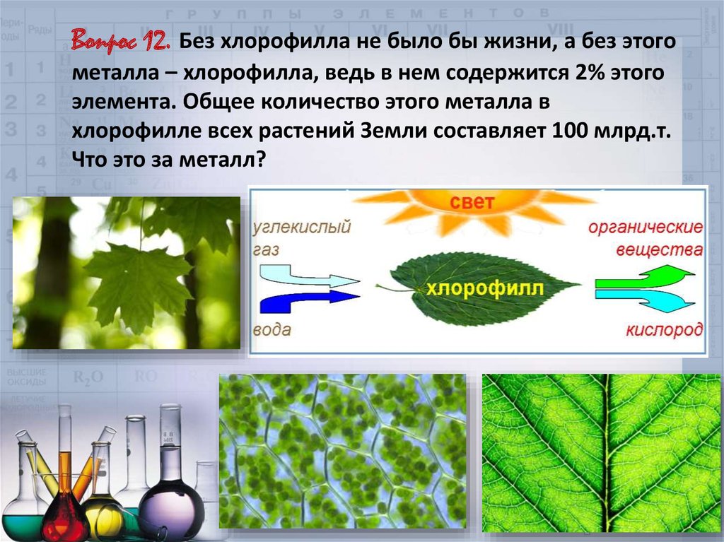 В растении хлорофилл содержится в. Хлорофилл в растениях. Хлорофилл в клетках растения. Роль хлорофилла у растений. Хлорофилл в листьях растений.