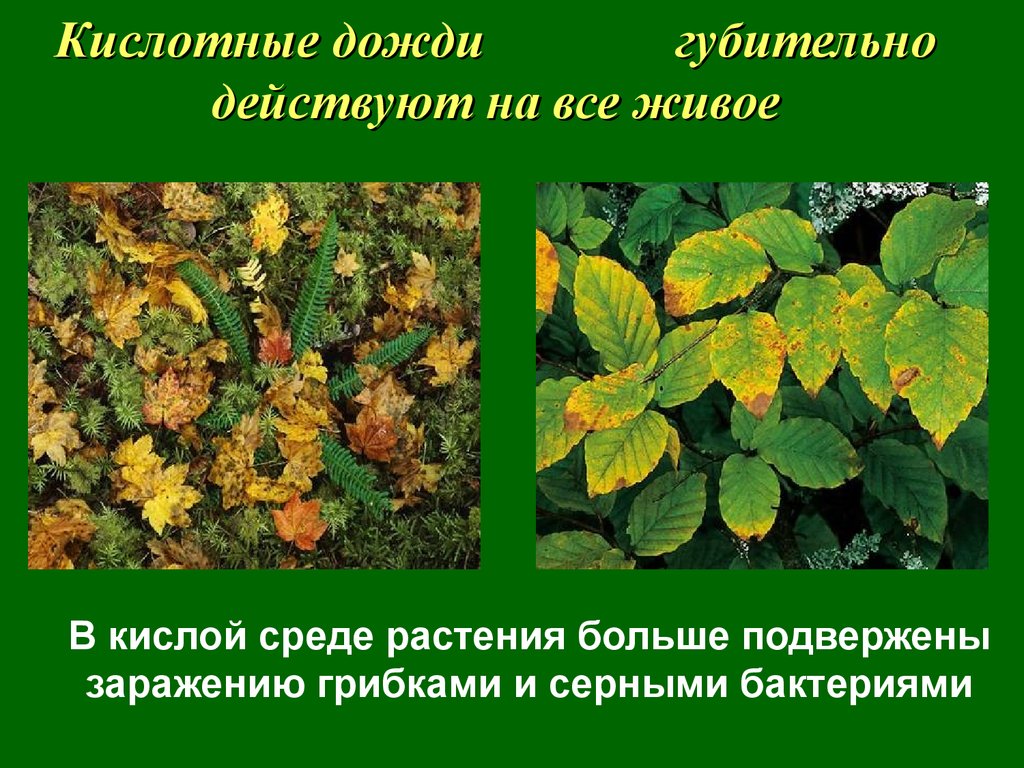 Воздействие кислотных дождей. Кислотные дожди растения. Влияние кислотных осадков на растения. Влияние кислот на растения. Воздействие кислотных дождей на растительность.