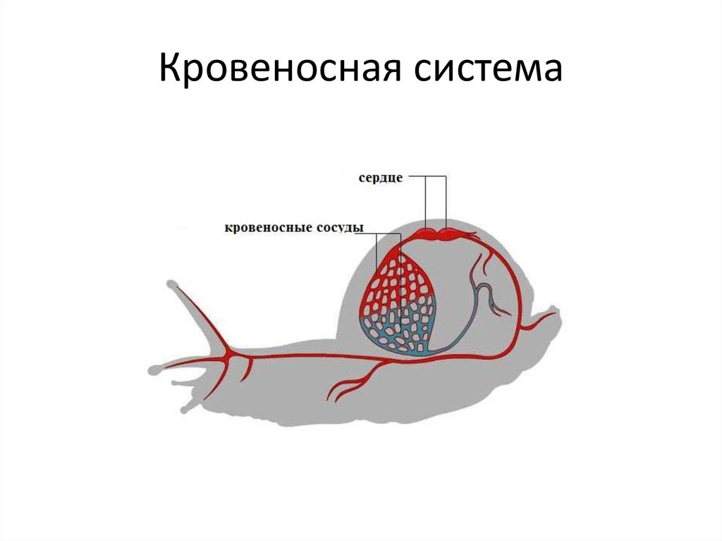 Схема строения кровеносной системы моллюсков