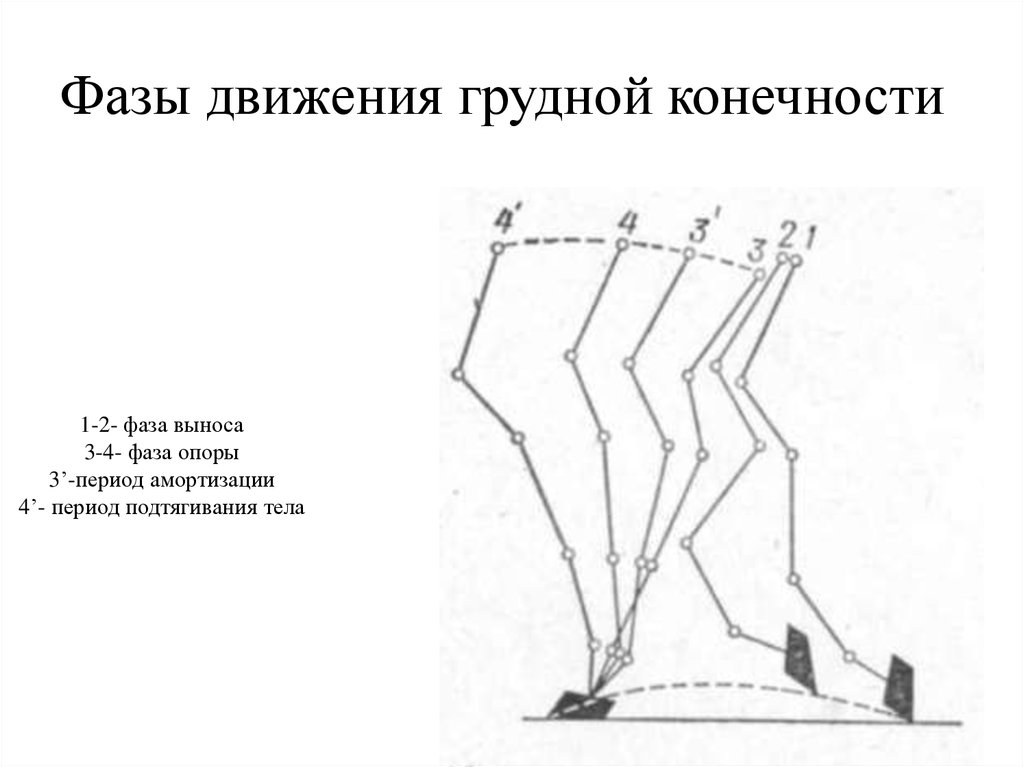 Движение конечностей