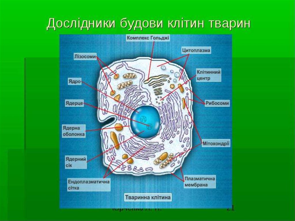 Загальний план будови клітини