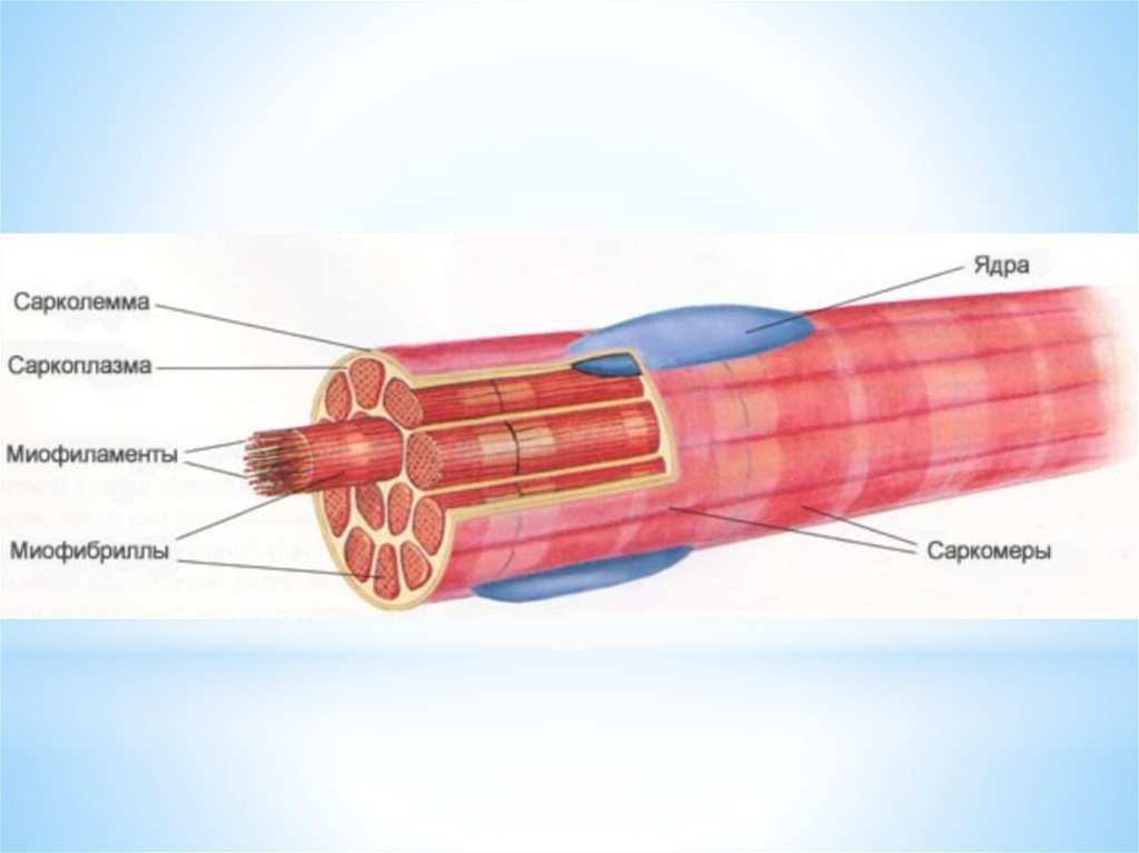 Ткань ядра. Сарколемма мышечного волокна это. Миофибриллы мышечного волокна. Строение мышечного волокна сарколемма. Саркоплазма мышечного волокна.