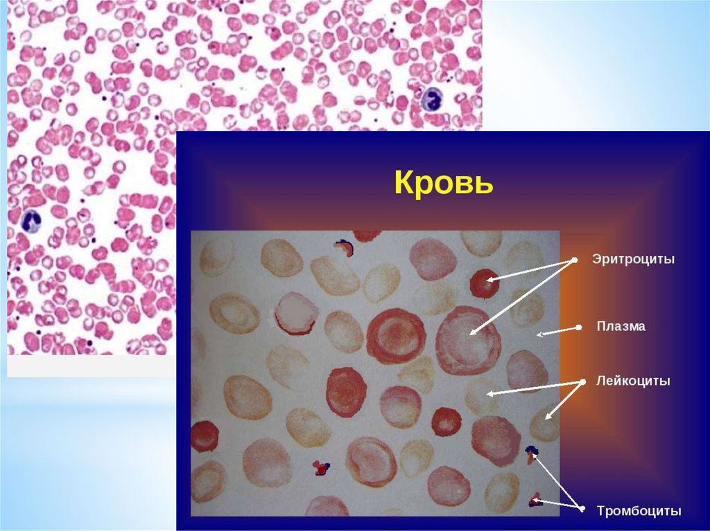 Река жизни кровь презентация