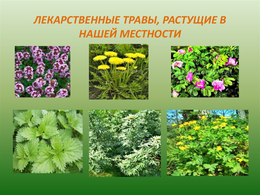 Название нашего края. Лечебные растения. Травянистые лекарственные растения. Травы нашей местности. Растения нашей местности.