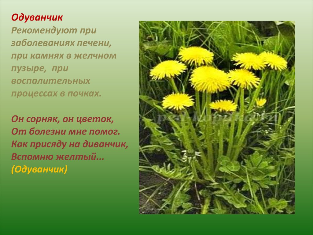 Листья одуванчика польза и вредность. Одуванчик лекарственное растение. Одуванчик лекарственный для печени. Одуванчик для желчного пузыря. Одуванчик лекарственный стебель.