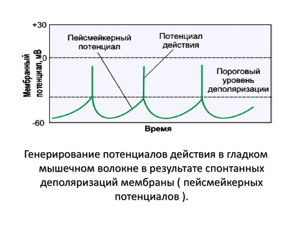 Потенциал действия пейсмекерных. Мембранный потенциал пейсмекерной клетки. Потенциал действия пейсмекерных клеток. Пейсмейкерная активность сердца.