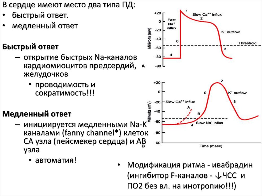 График изменения мембранного потенциала клеток водителя ритма сердца