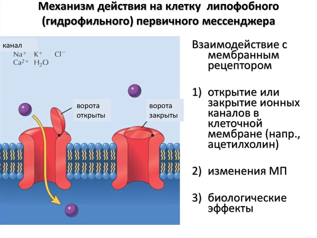 Действия клетки. Механизм действия липофобных сигнальных молекул. Механизмы действия сигнальных молекул. Механизм действия. Механизм действия на мембраны клеток.