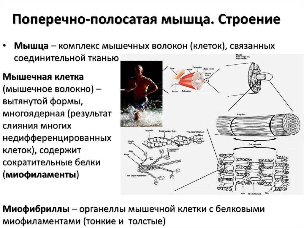 Поперечно полосатая мышечная ткань строение. Строение поперечно полосатого волокна. Структура поперечно полосатой мышцы физиология. Строение поперечно полосатого мышечного волокна. Механизм сокращения мышечного волокна анатомия.