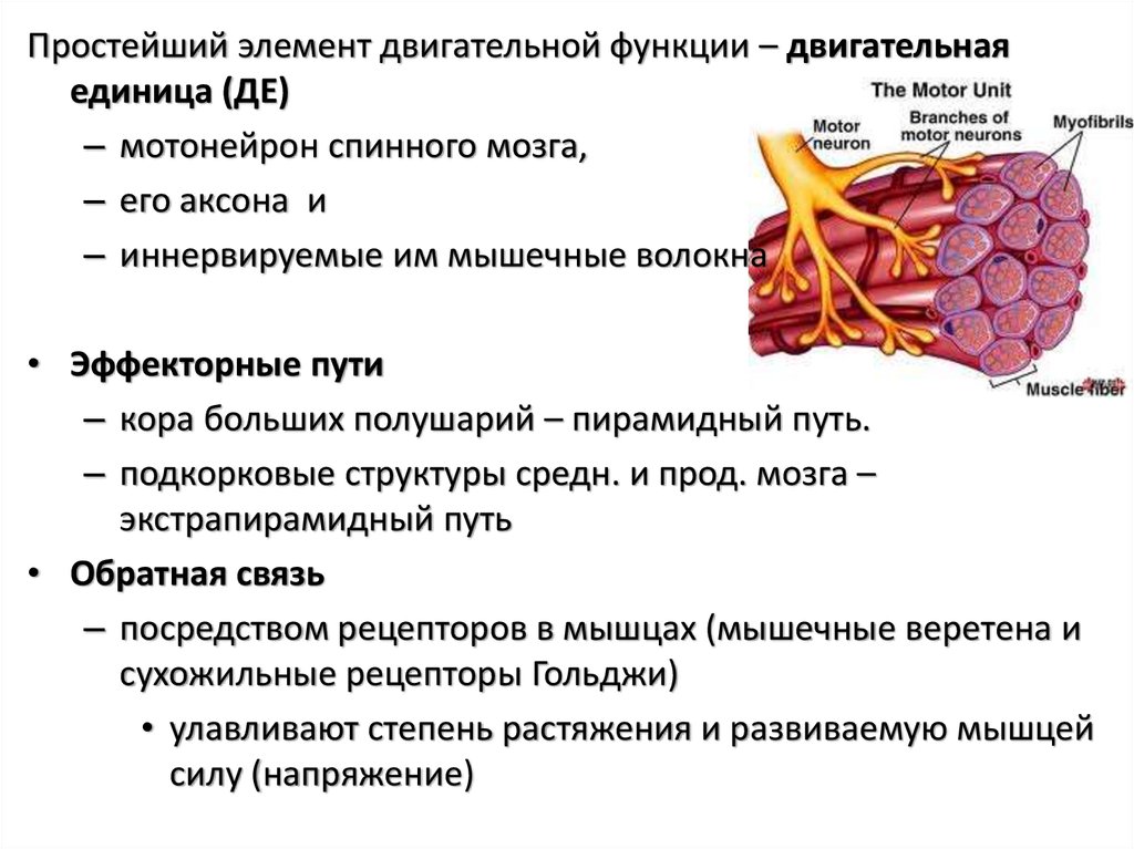 Структурно функциональные элементы ткани. Структура двигательной единицы физиология. Элементы двигательной единицы. Двигательная единица мышцы. Структурно-функциональная организация мышц.