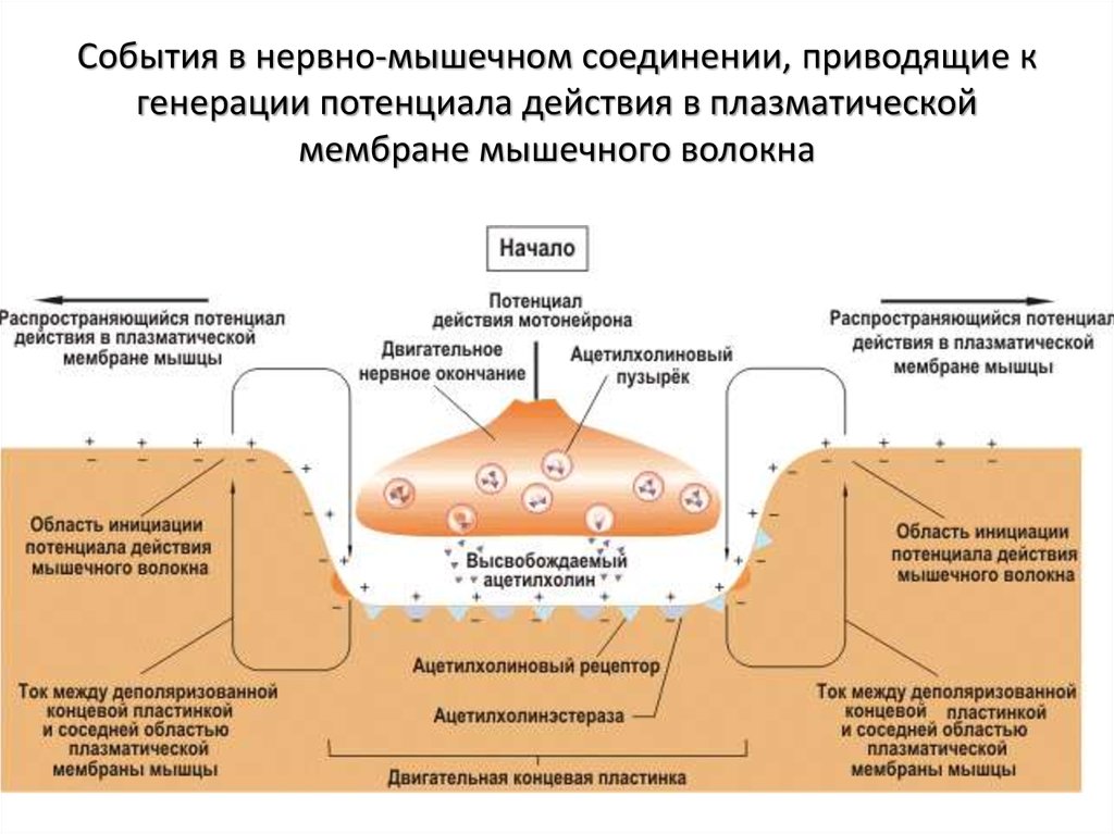 Потенциал концевой пластинки. Генерация потенциала действия в мышечном волокне. Потенциал действия гладкой мышцы. Кривая потенциала действия гладкой мышцы. График потенциала действия скелетного мышечного волокна.